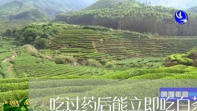 吃过药后能立即吃白茶吗/2023101383848