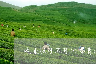 吃鱼胶可不可以喝普洱茶/2023103111503