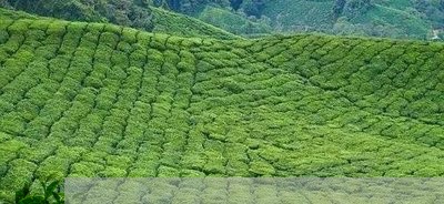 各个茶类所具有的茶的香气/2023051180603
