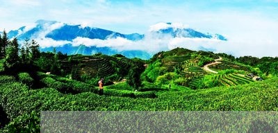 各县市白茶产量分析/2023121791815