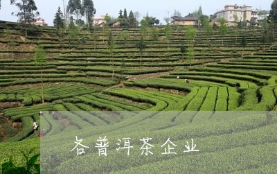 各普洱茶企业/2023042862350