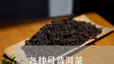 各种号普洱茶/2023091326270