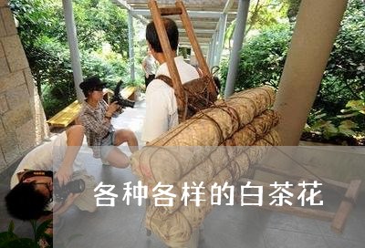 各种各样的白茶花/2023061357271