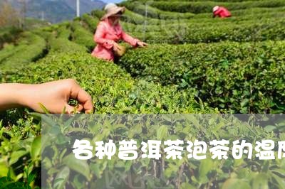 各种普洱茶泡茶的温度/2023121594916