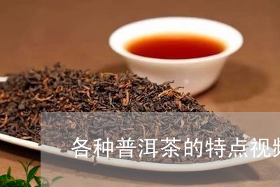 各种普洱茶的特点视频/2023100585149