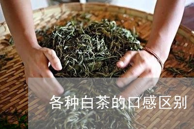 各种白茶的口感区别/2023081343928