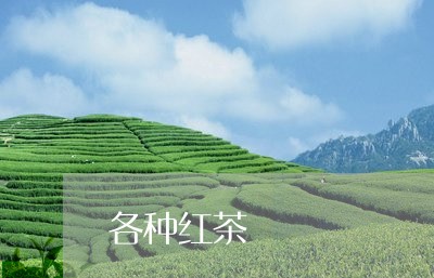 各种红茶/2023090124157