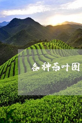 各种茶叶图片常见茶叶名称及图片/2023060185828