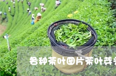 各种茶叶图片茶叶芽头图片欣赏/2023053118370