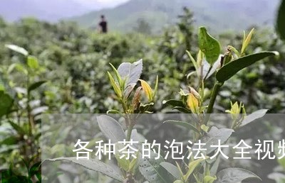 各种茶的泡法大全视频/2023071695269