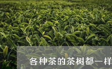 各种茶的茶树都一样吗/2023071627370