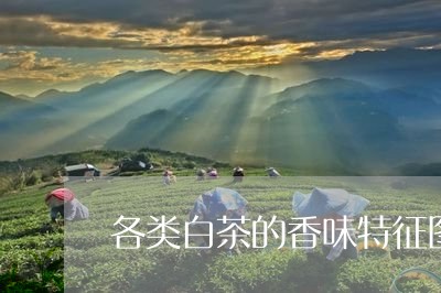 各类白茶的香味特征图片/2023082655016