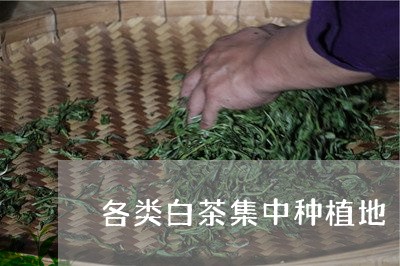 各类白茶集中种植地/2023071669704