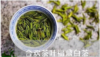 合欢茶叶福鼎白茶/2023112644937