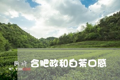 合肥政和白茶口感/2023061382827