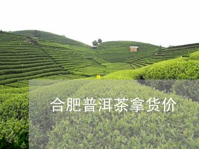 合肥普洱茶拿货价/2023121569482