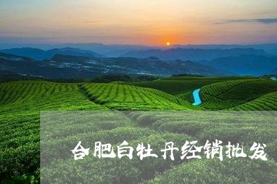 合肥白牡丹经销批发/2023120630503