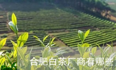 合肥白茶厂商有哪些/2023121762695