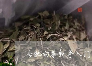 合肥白茶新手入门/2023061361483