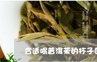 合适喝普洱茶的杯子图片/2023103197160