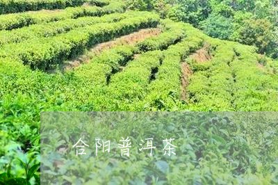 合阳普洱茶/2023090575037