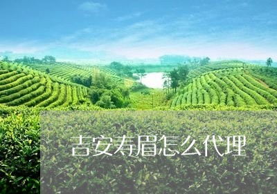 吉安寿眉怎么代理/2023061314150