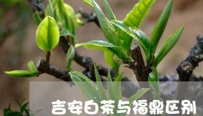 吉安白茶与福鼎区别/2023121713047