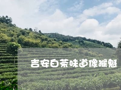 吉安白茶味道像猴魁/2023081397461