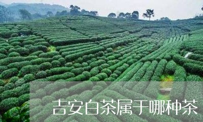 吉安白茶属于哪种茶/2023121869624