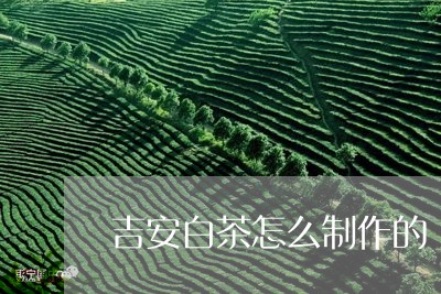 吉安白茶怎么制作的/2023081310592