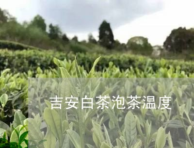 吉安白茶泡茶温度/2023061348484