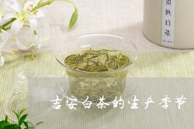 吉安白茶的生产季节/2023121871404
