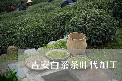 吉安白茶茶叶代加工/2023081395047