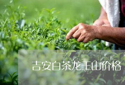 吉安白茶龙王山价格/2023071627394