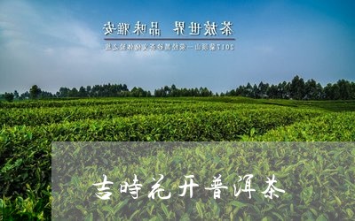 吉时花开普洱茶/2023082985825