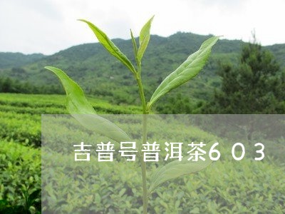 吉普号普洱茶603/2023101605927