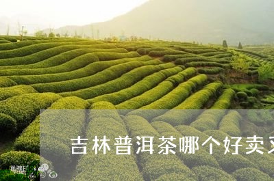 吉林普洱茶哪个好卖又好喝/2023121531414