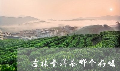 吉林普洱茶哪个好喝/2023071181026