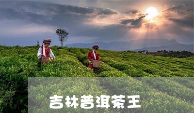 吉林普洱茶王/2023091328590