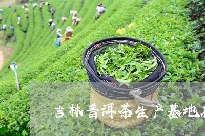 吉林普洱茶生产基地在那/2023082912925