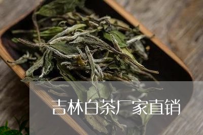 吉林白茶厂家直销/2023061386049