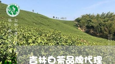 吉林白茶品牌代理/2023061311518