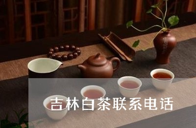 吉林白茶联系电话/2023061334847