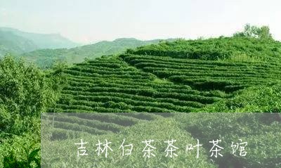 吉林白茶茶叶茶馆/2023061328382