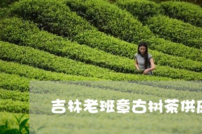 吉林老班章古树茶供应/2023061273905