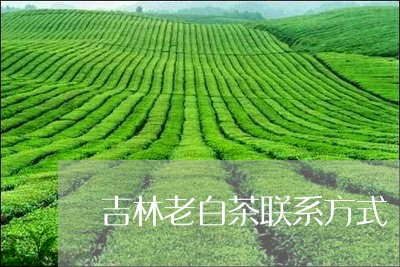 吉林老白茶联系方式/2023071699683