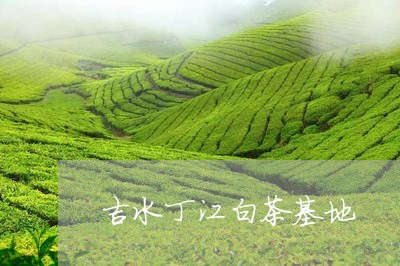 吉水丁江白茶基地/2023061385379