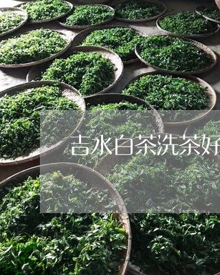 吉水白茶洗茶好不好/2023081313826