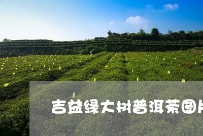 吉益绿大树普洱茶图片及价格/2023082915047