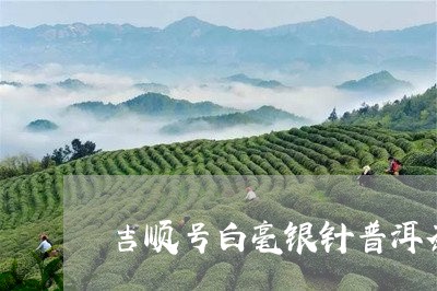 吉顺号白毫银针普洱茶/2023072241614